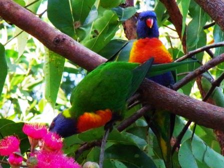 rainbow lorikeets