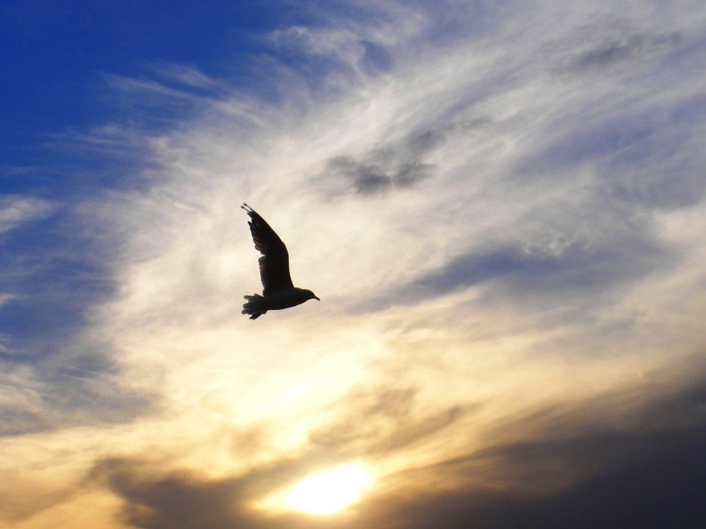soaring bird